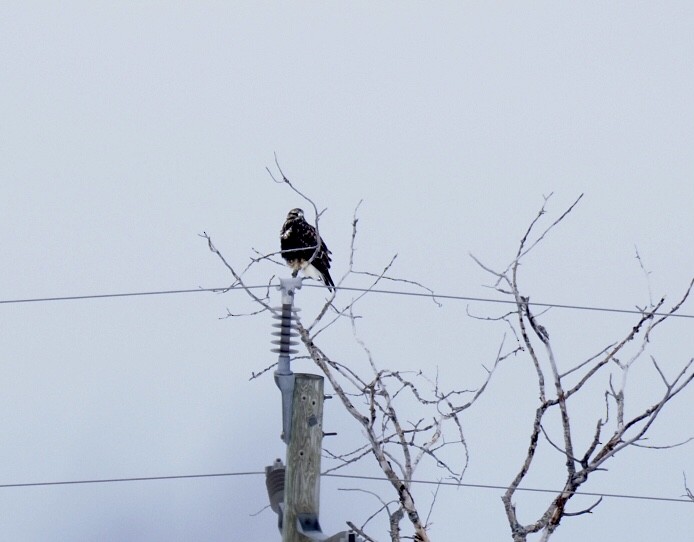 Rough-legged Hawk - Bruce Gates