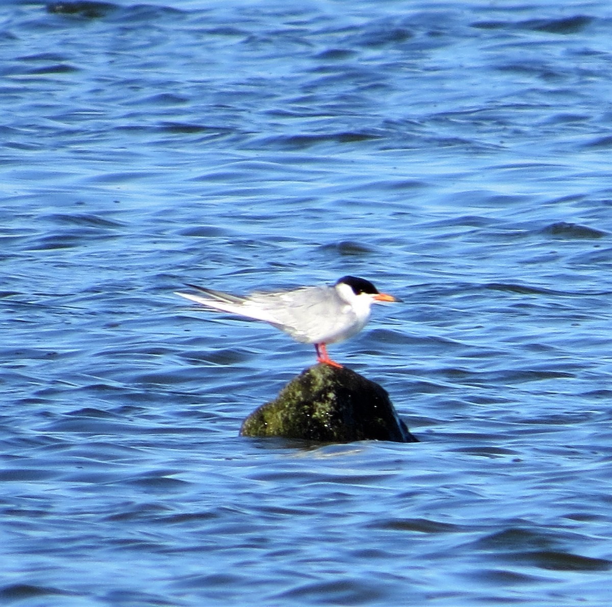 Forster's Tern - Rick Saxton