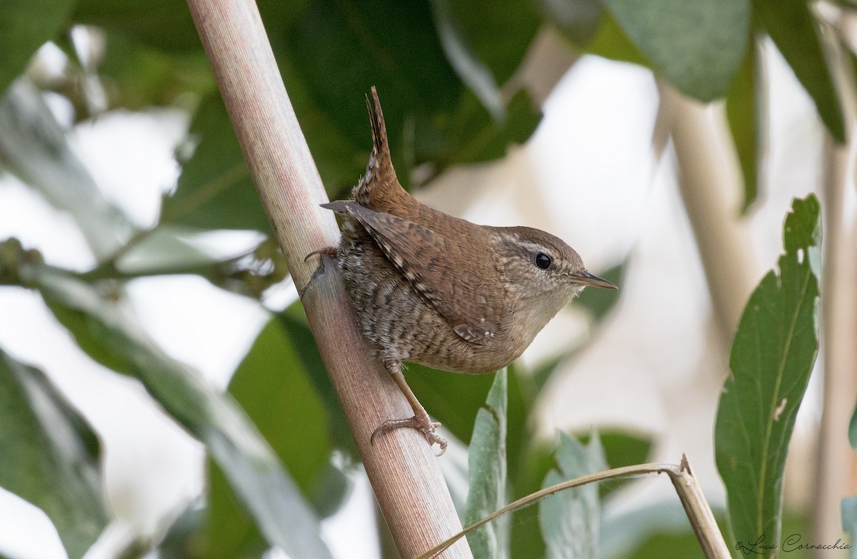 Eurasian Wren - ML293654901