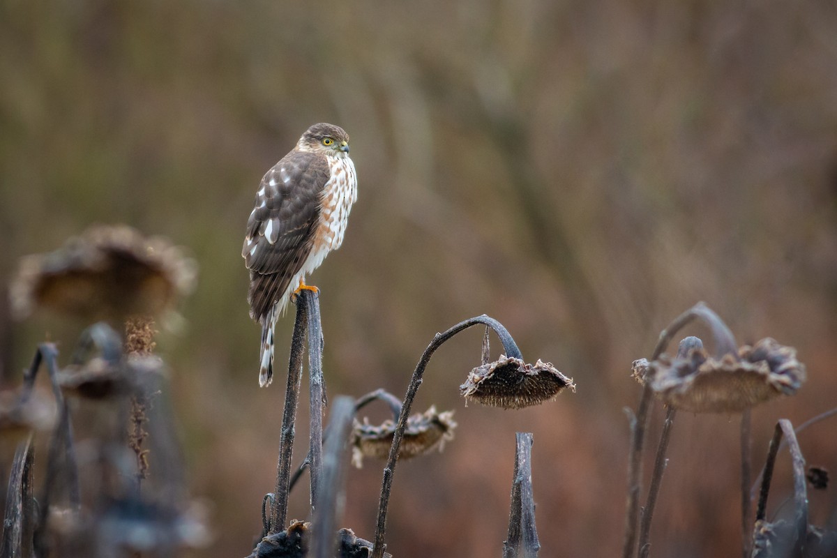 Sharp-shinned Hawk - Josh  Houck