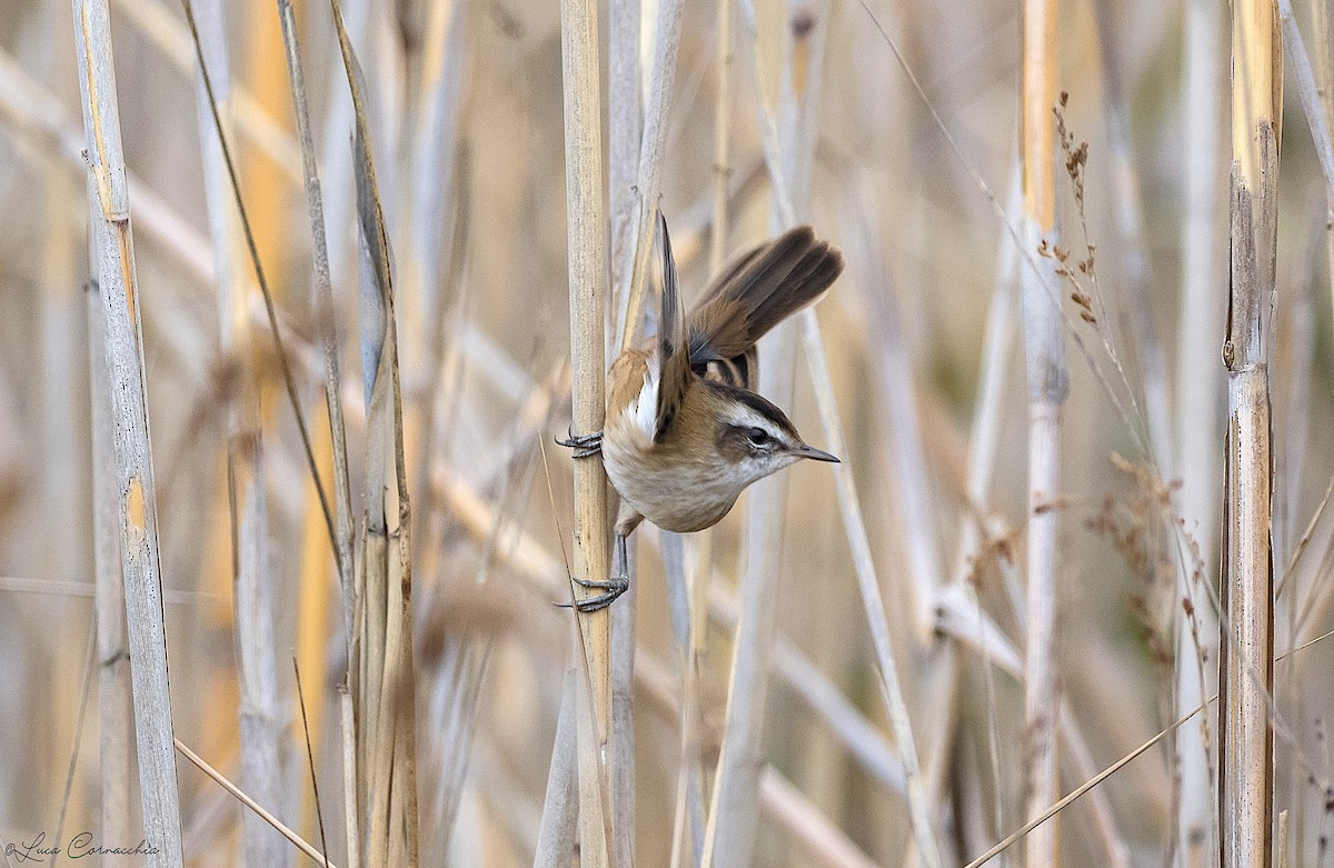 Moustached Warbler - ML293655241