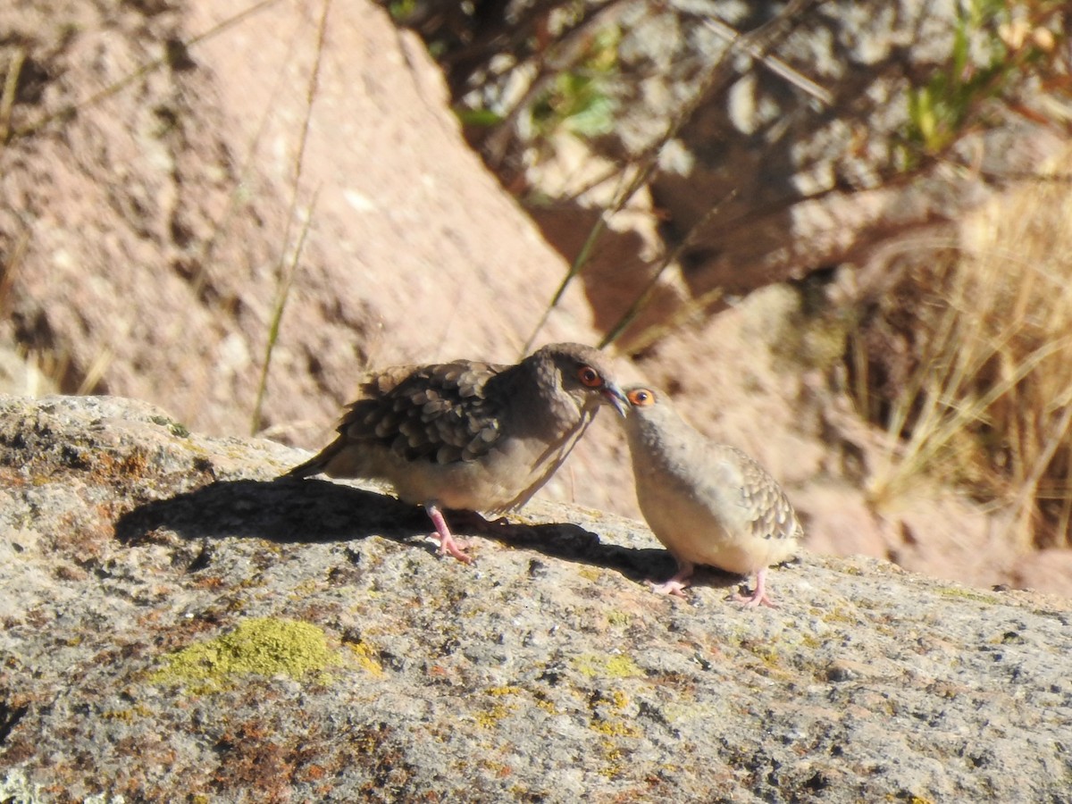 Bare-faced Ground Dove - ML293655731