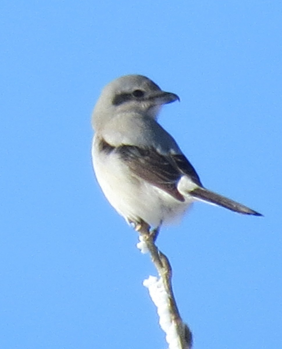 Northern Shrike - ML293657831