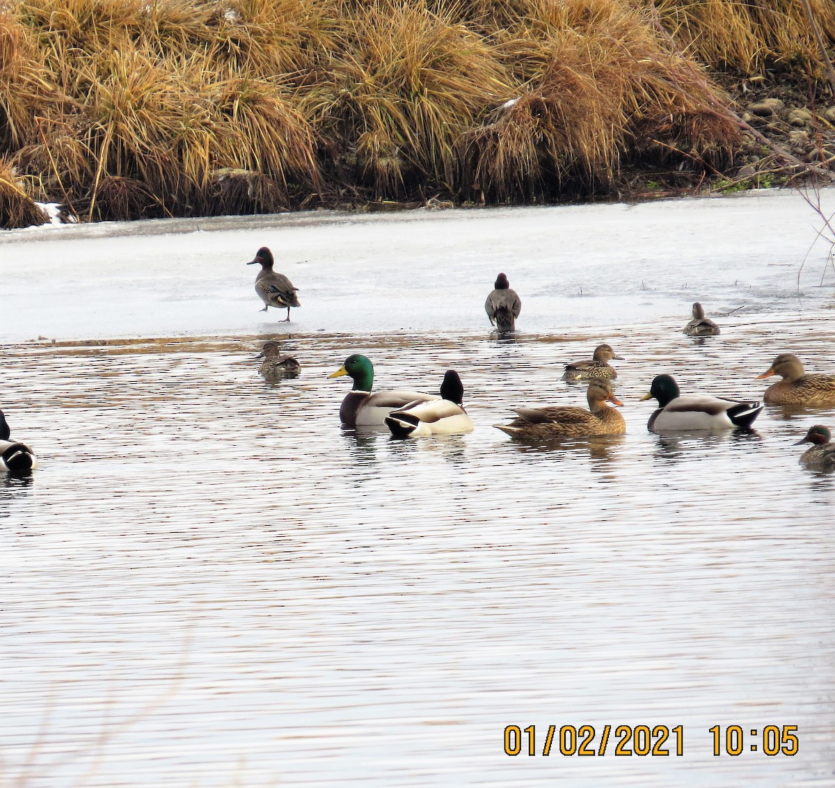 Mallard - ML293659181