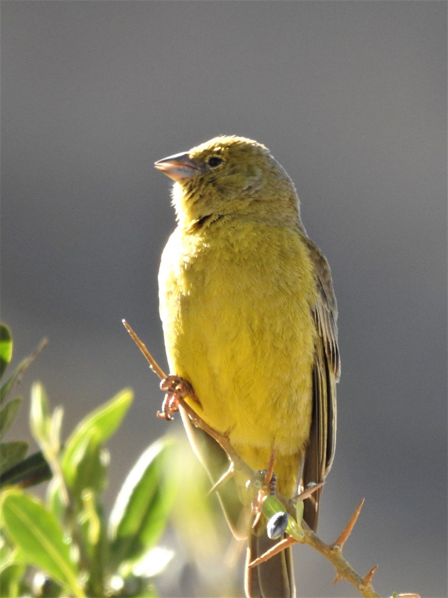 Greenish Yellow-Finch - ML293660541