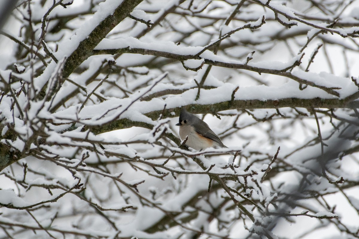 Tufted Titmouse - ML293661361