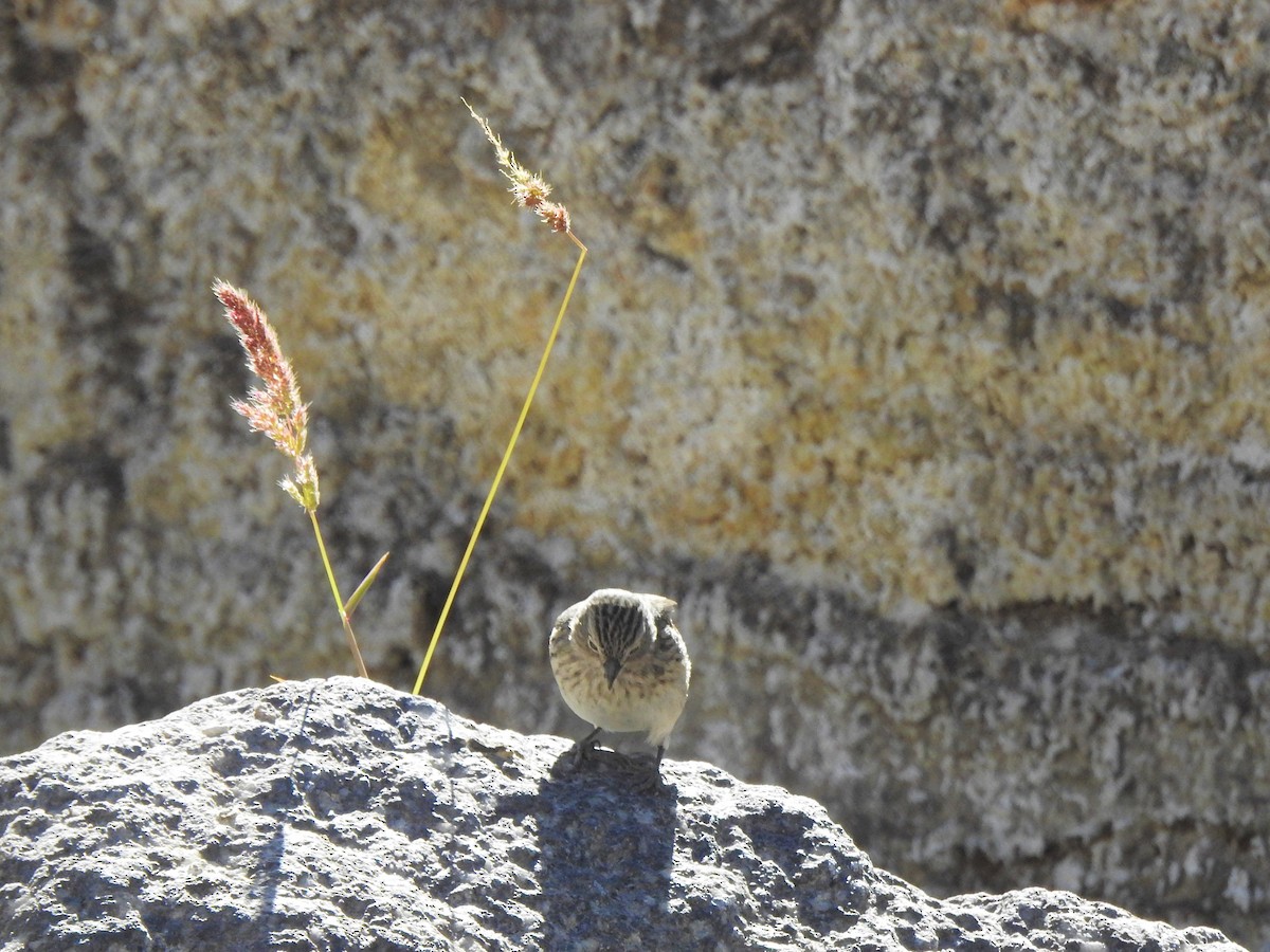 Streaked Tit-Spinetail - ML293662151