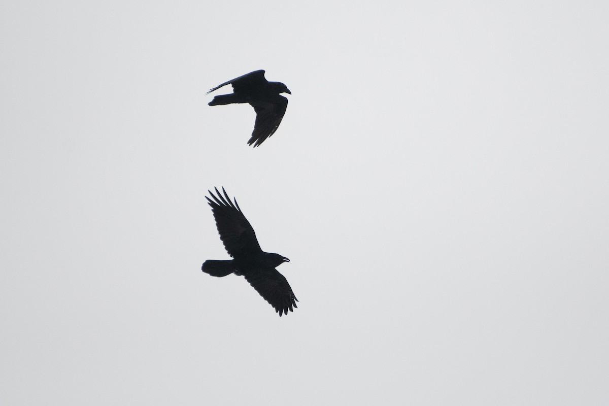 Common Raven - Richard Littauer