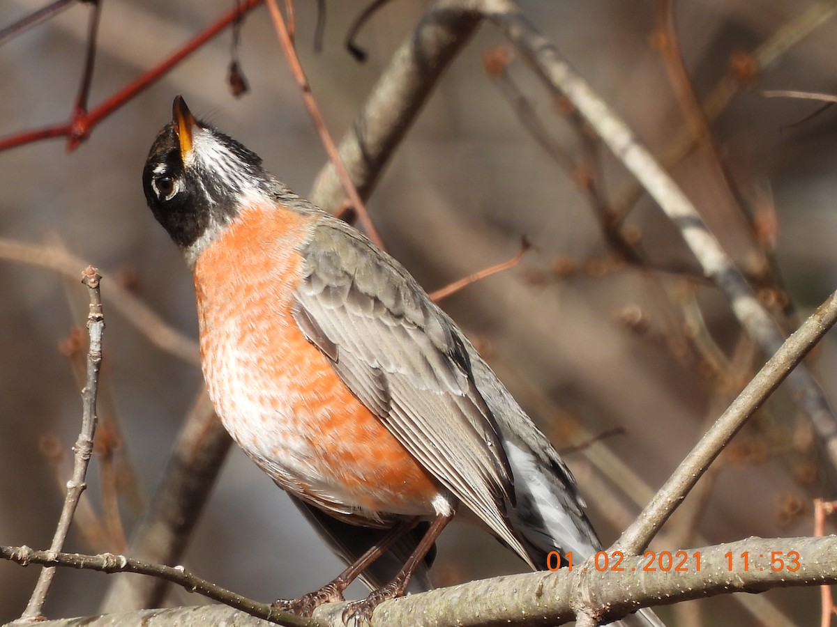 American Robin - ML293662501