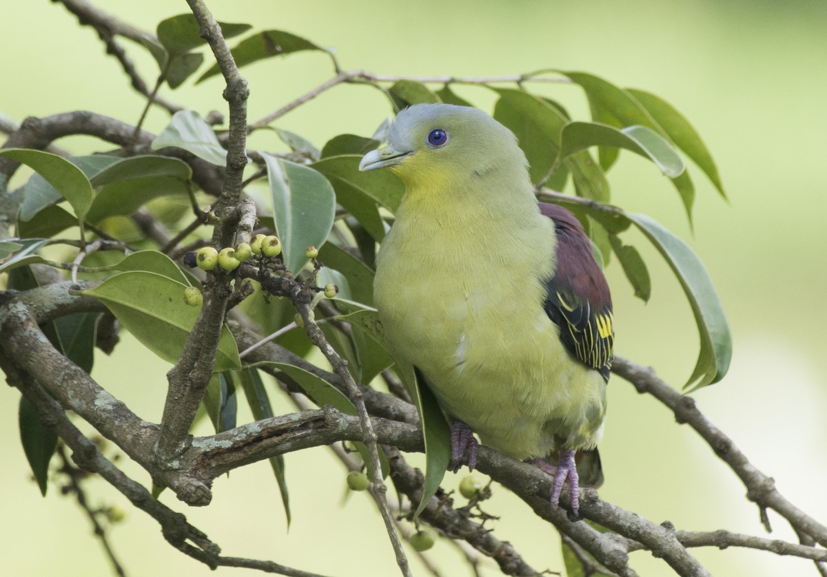 Gray-fronted Green-Pigeon - ML293664081