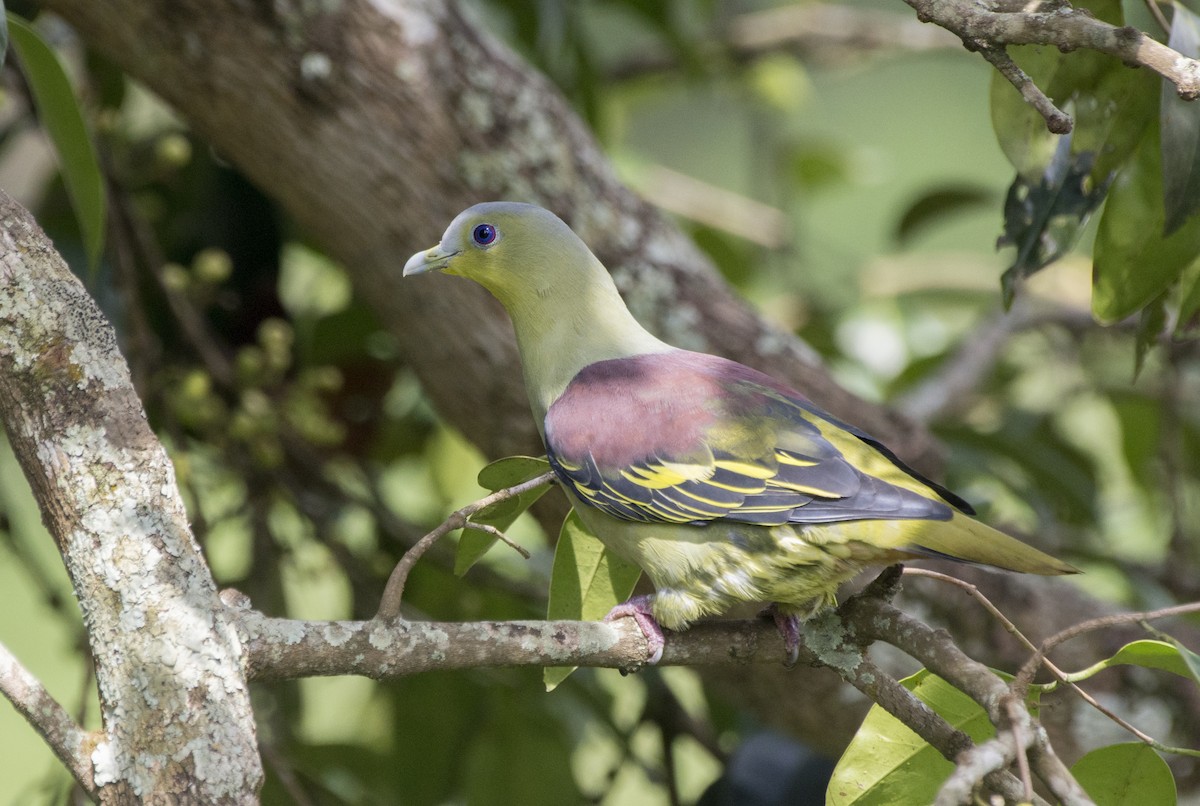 Gray-fronted Green-Pigeon - Sathish Ramamoorthy