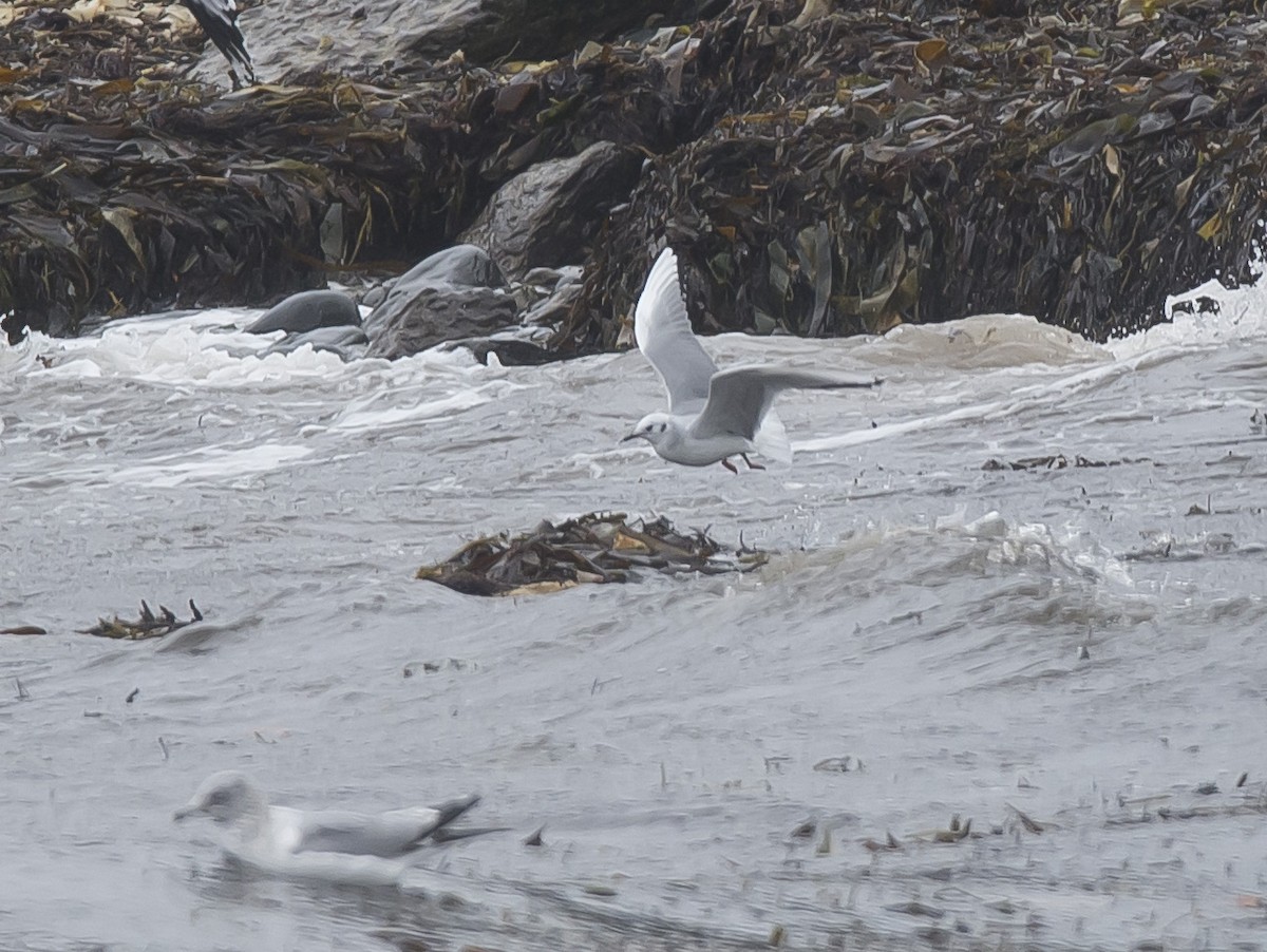 Bonaparte's Gull - ML293665391