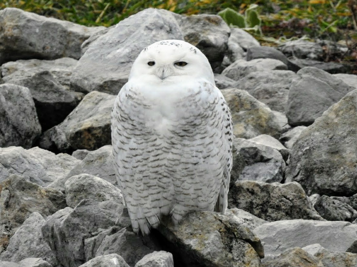 Snowy Owl - Sean Zurbrick