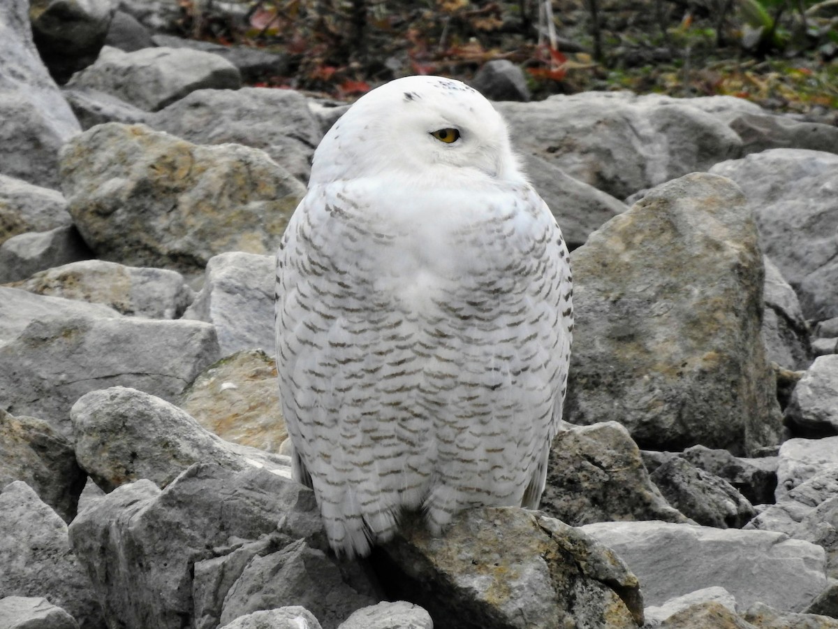 Snowy Owl - Sean Zurbrick