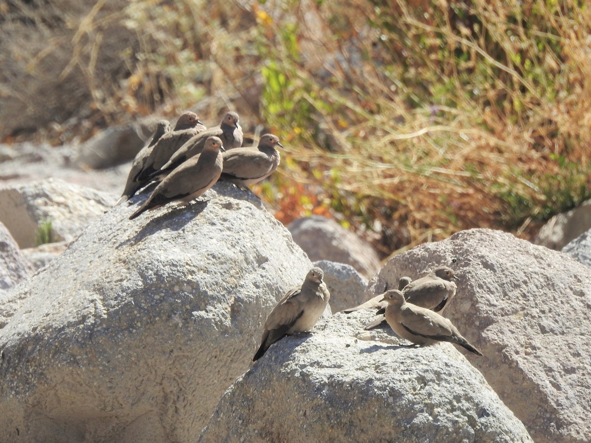 Black-winged Ground Dove - ML293667361