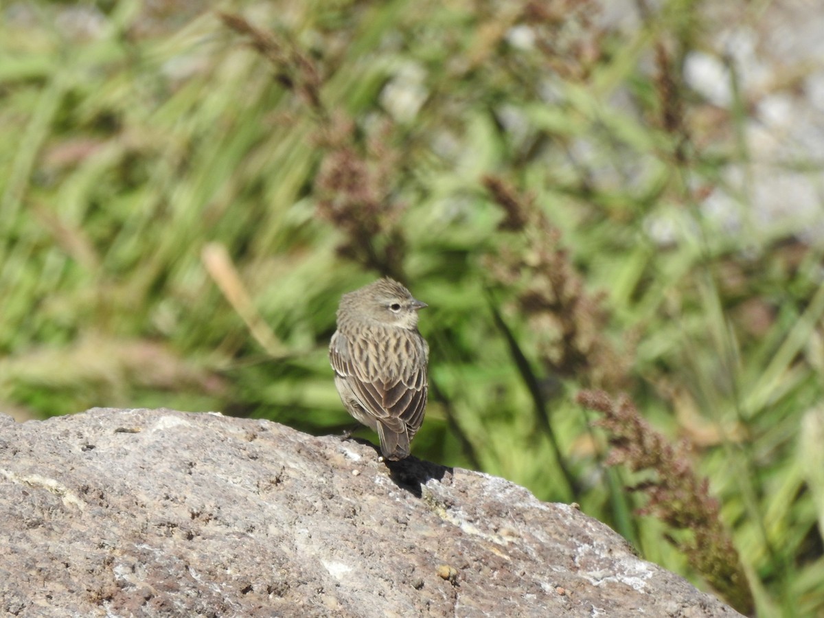 Ash-breasted Sierra Finch - Saskia Hostens