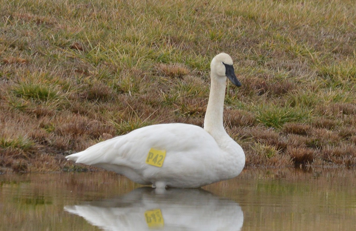 Trumpeter Swan - ML293669211