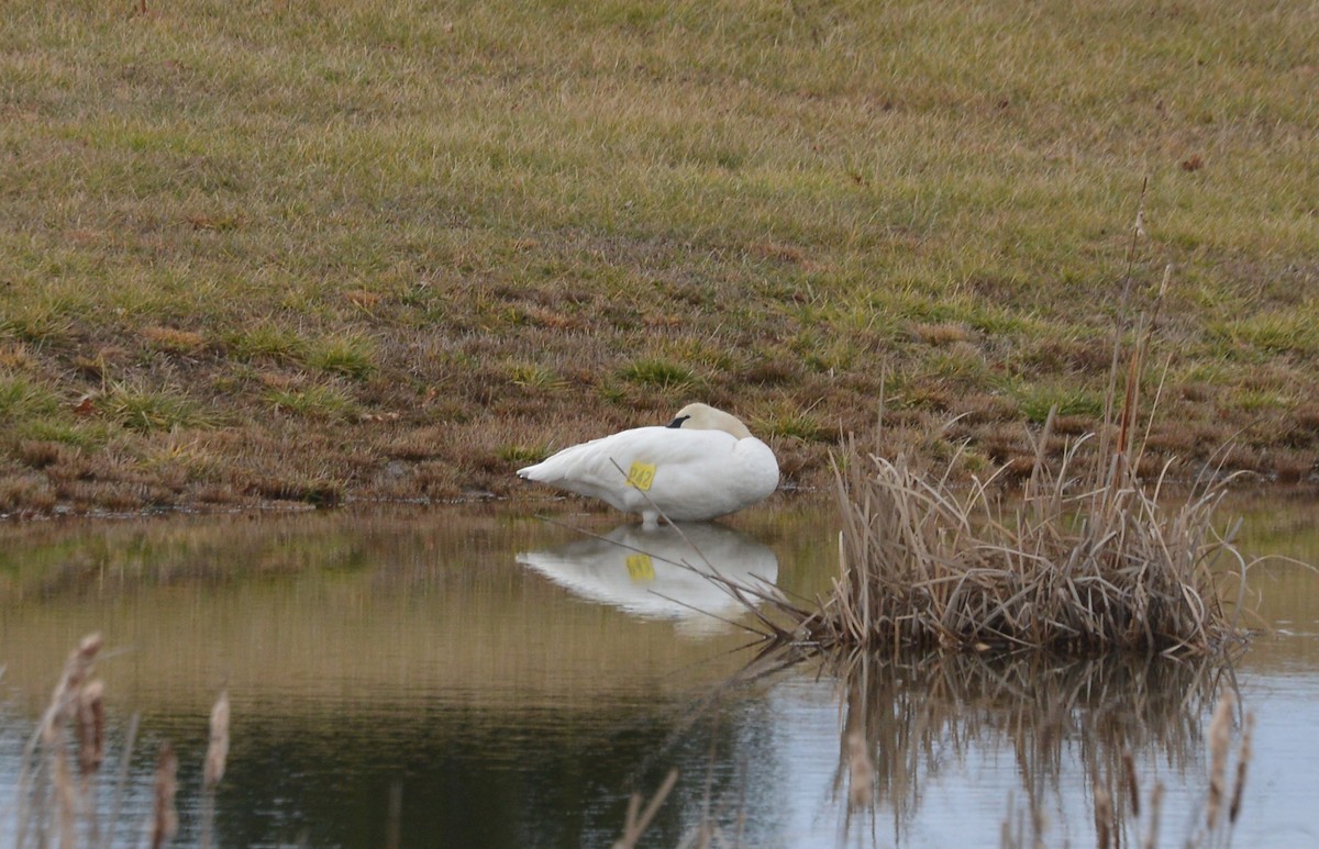 Trumpeter Swan - Bill Telfair