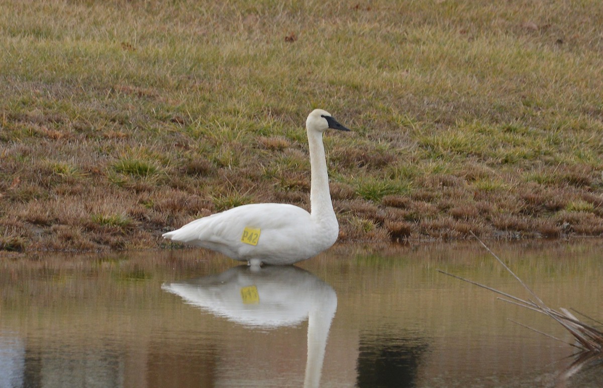 Trumpeter Swan - ML293669251