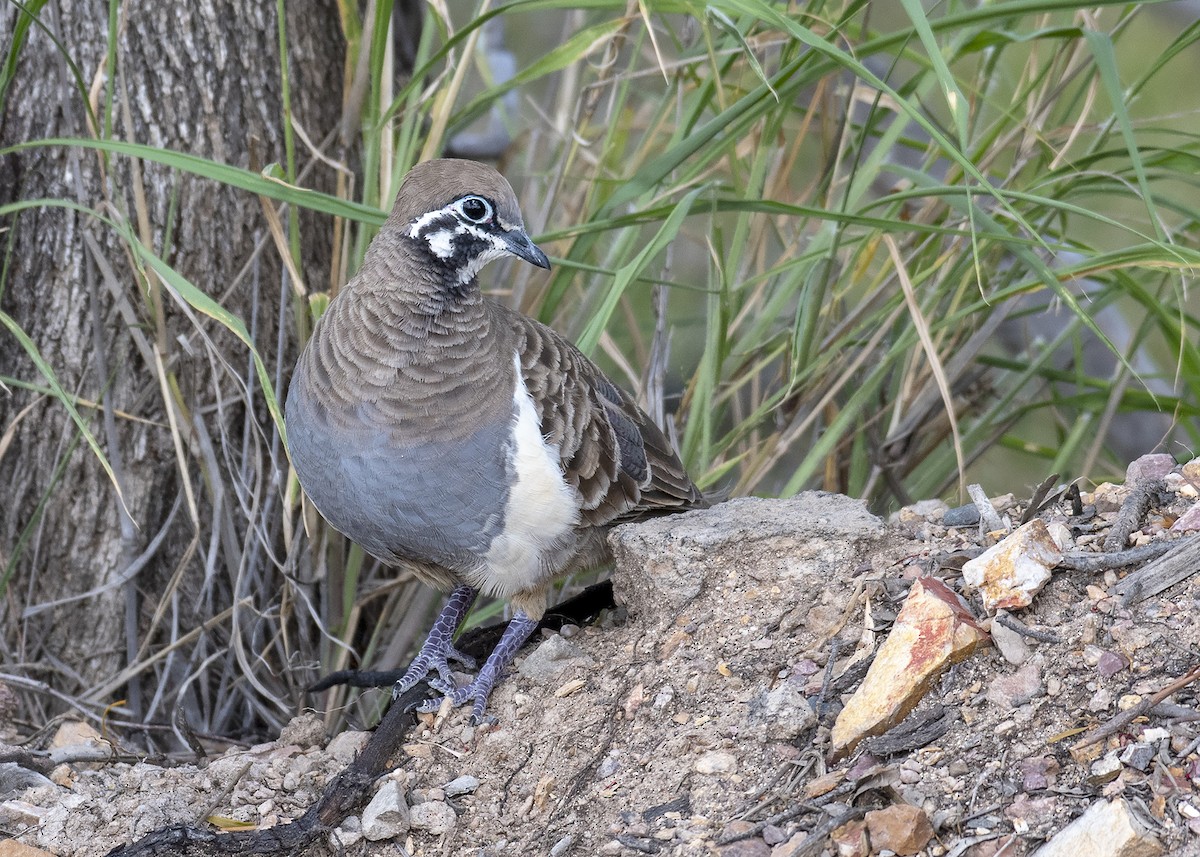 Squatter Pigeon - ML293669501