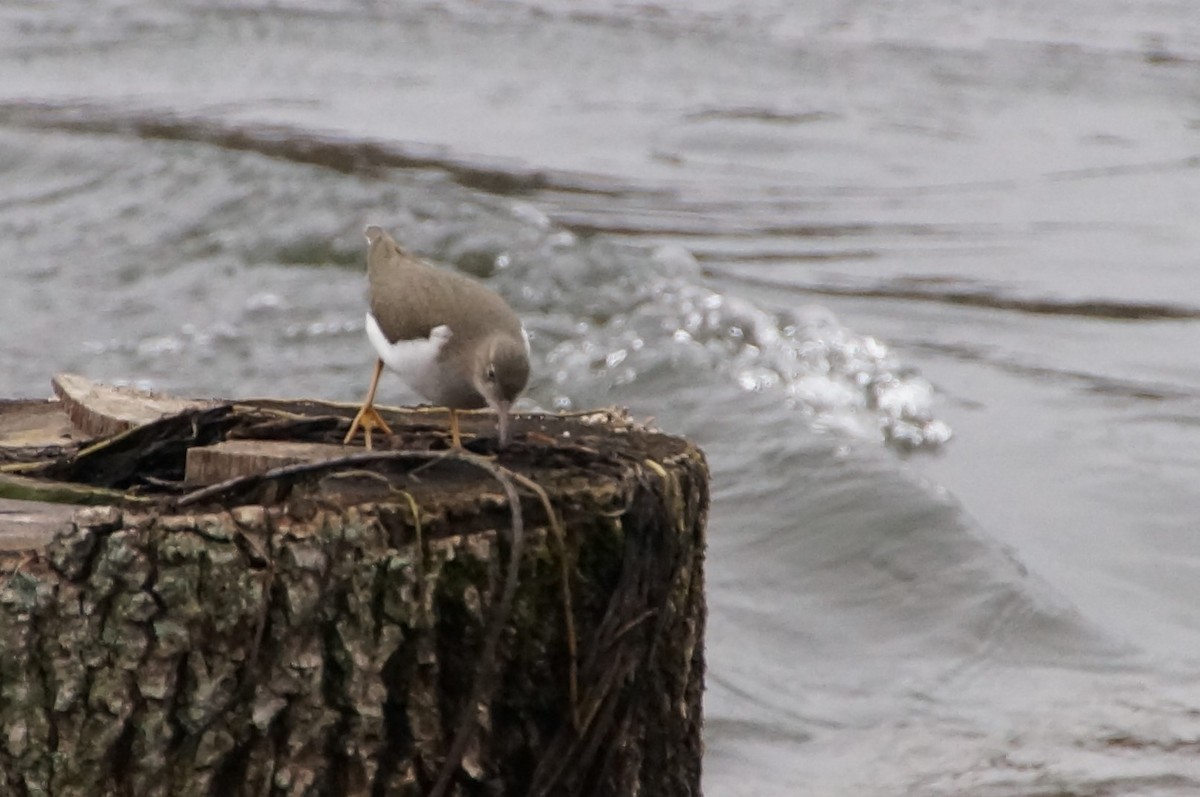 Spotted Sandpiper - ML293669671