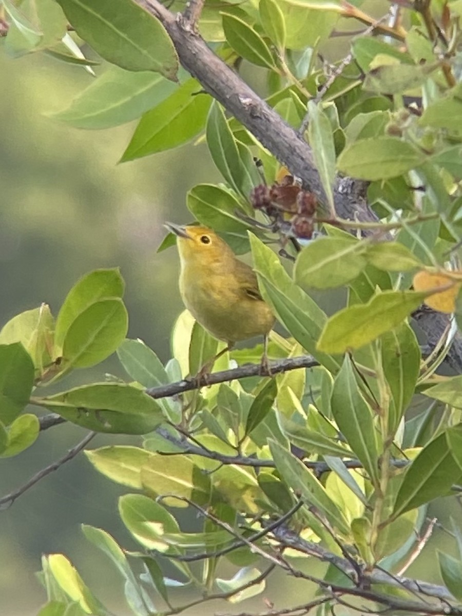 Yellow Warbler - Christopher Braudy