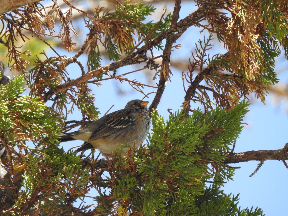 Mourning Sierra Finch - ML293670551