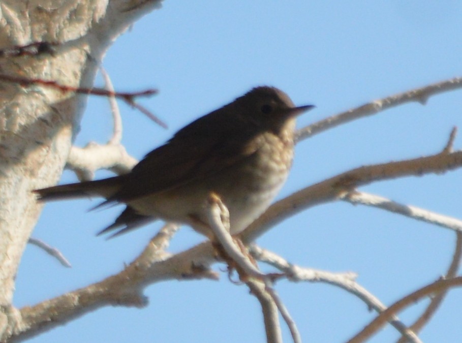 Swainson's Thrush - ML29367101