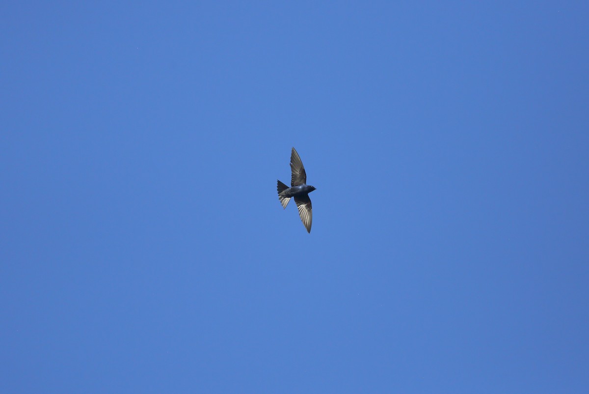 Purple Martin - Patrick J. Blake