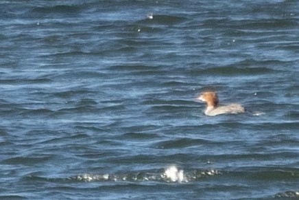 Common Merganser - ML293671241