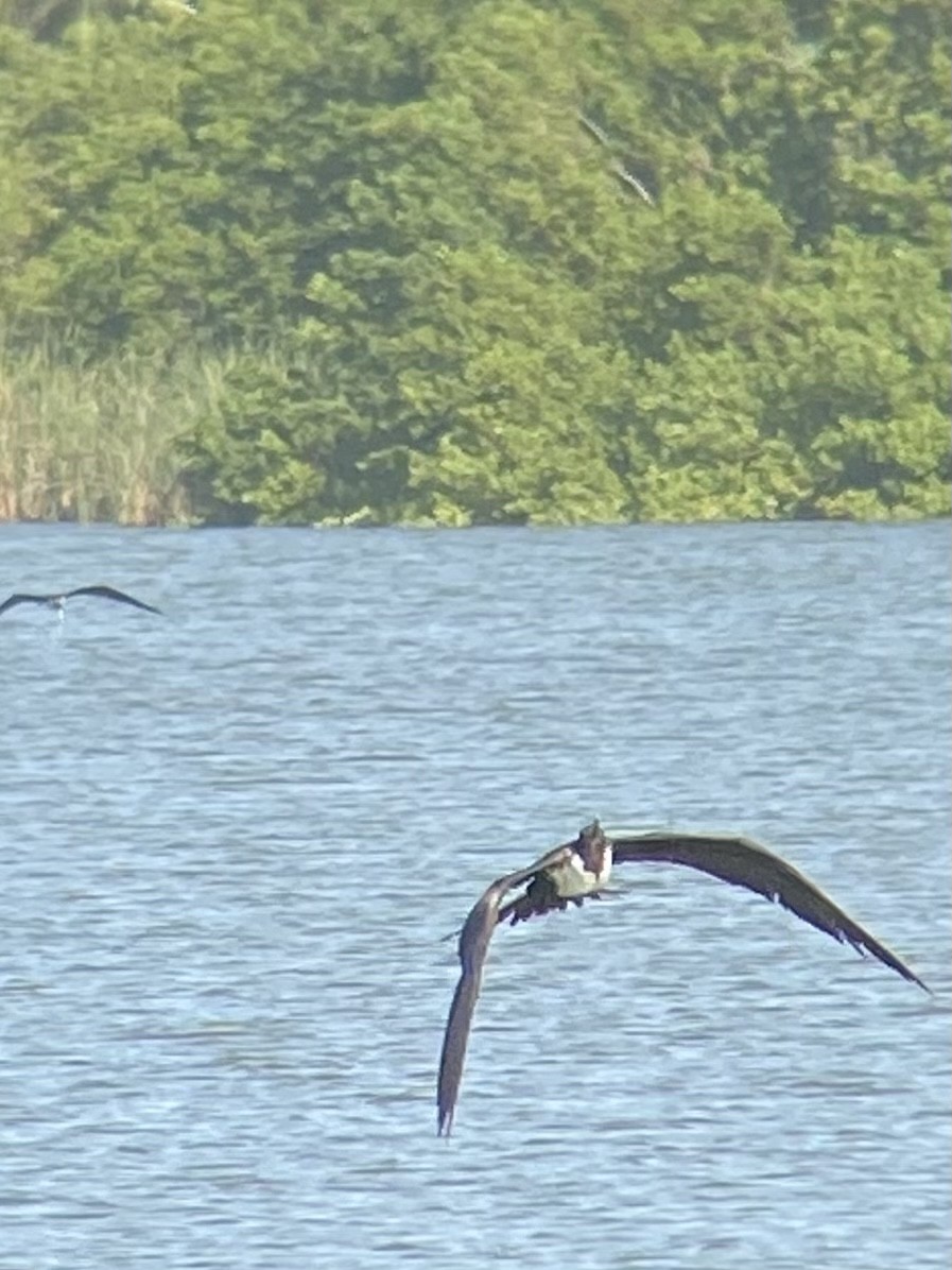 Magnificent Frigatebird - ML293671511