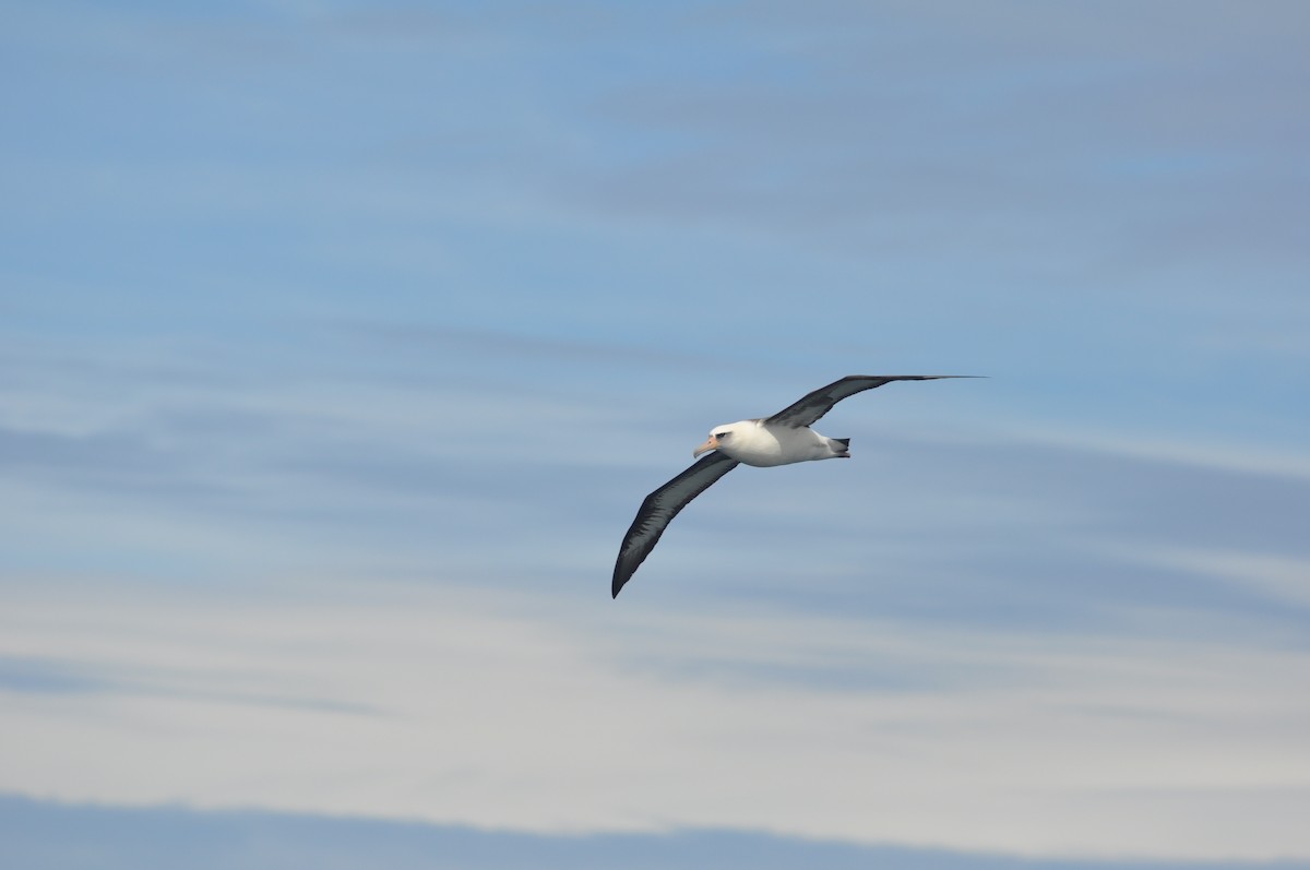 Albatros de Laysan - ML29367251