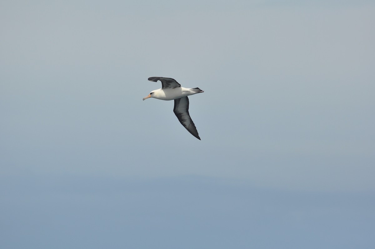 Laysan Albatross - Michael Pease