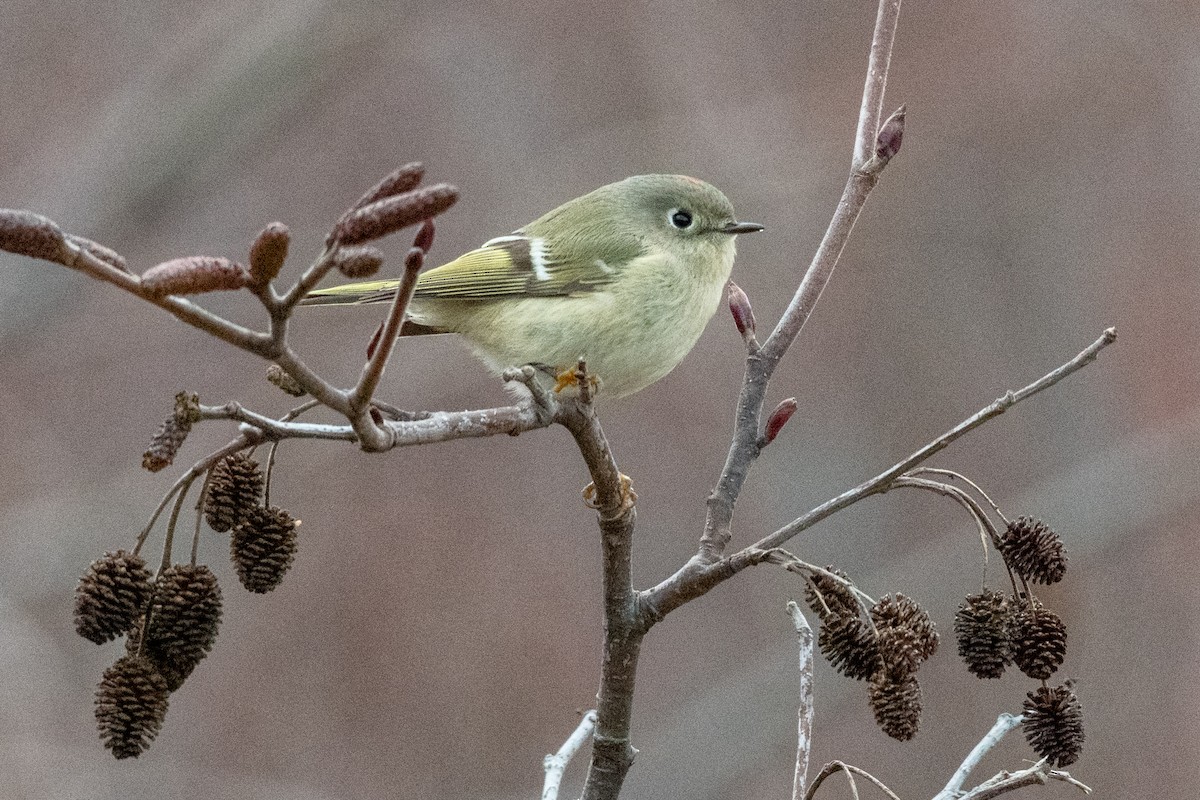 Ruby-crowned Kinglet - ML293673531