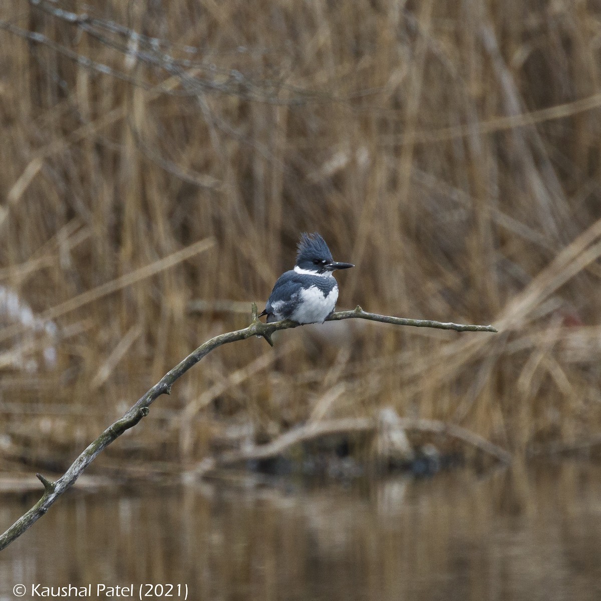 Belted Kingfisher - ML293676601