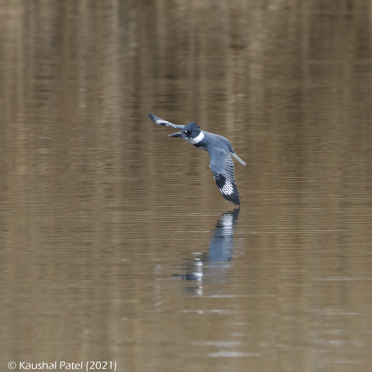 Belted Kingfisher - ML293676611