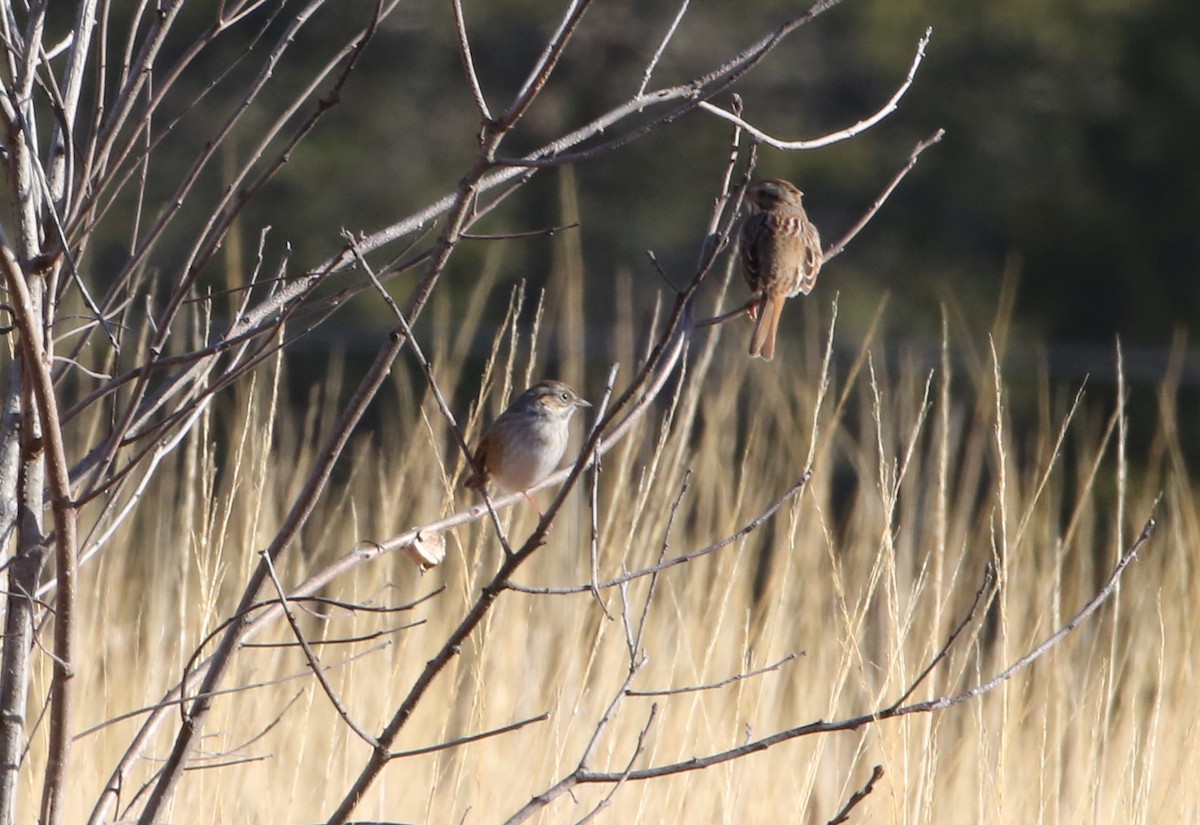 White-throated Sparrow - ML293679181