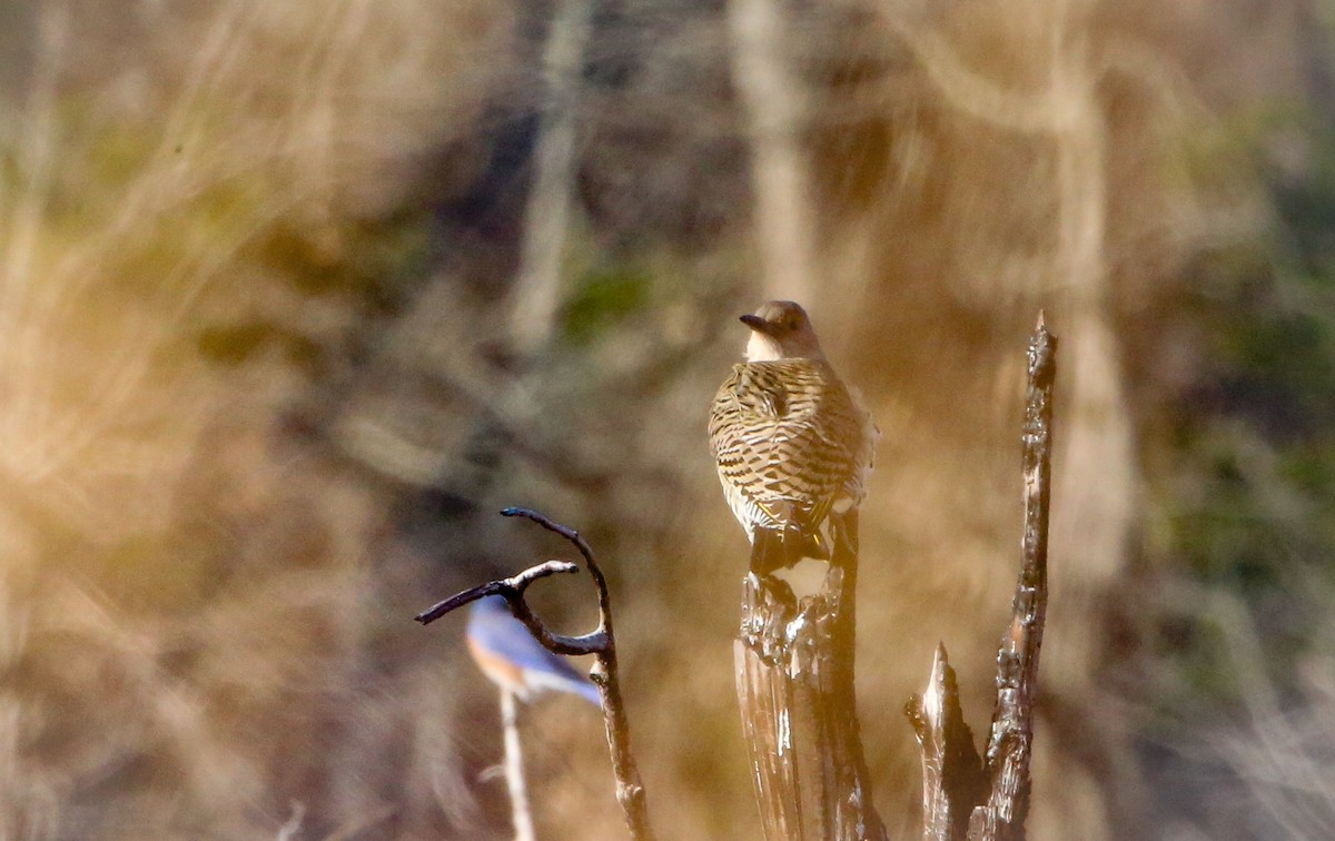 Northern Flicker - Phil Kenny