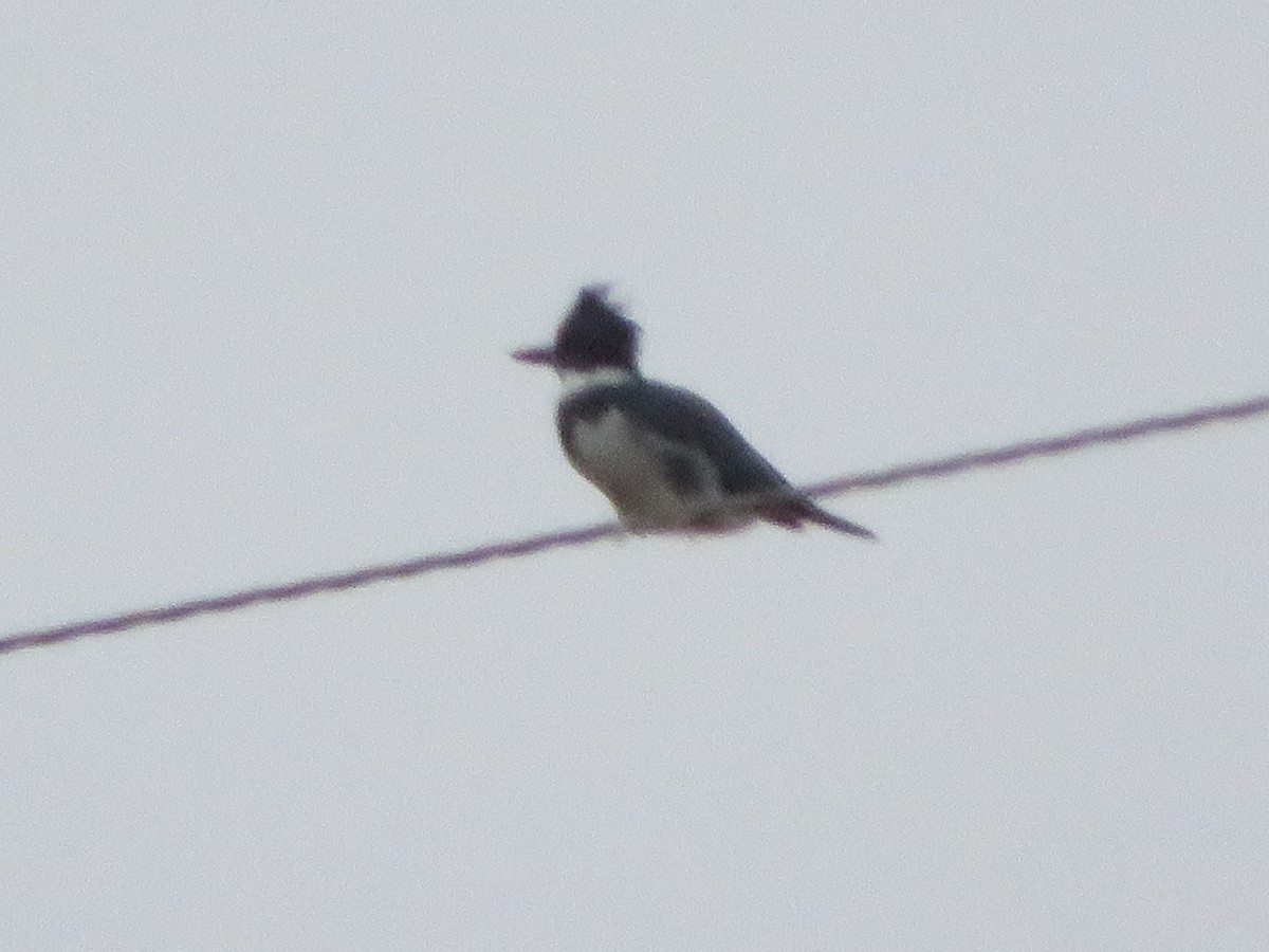 Belted Kingfisher - ML293679361