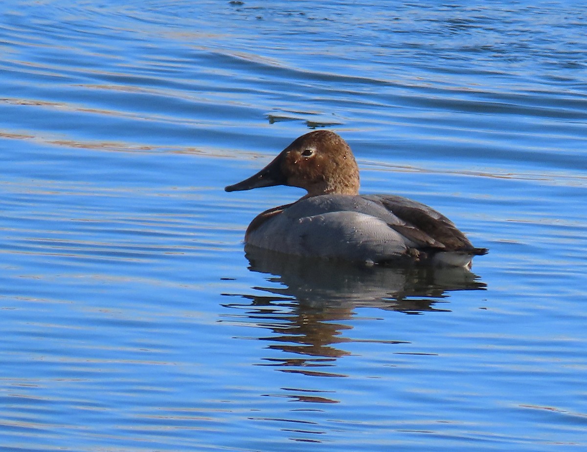 Canvasback - ML293679711