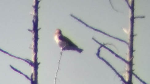 Short-toed Snake-Eagle - ML29368131