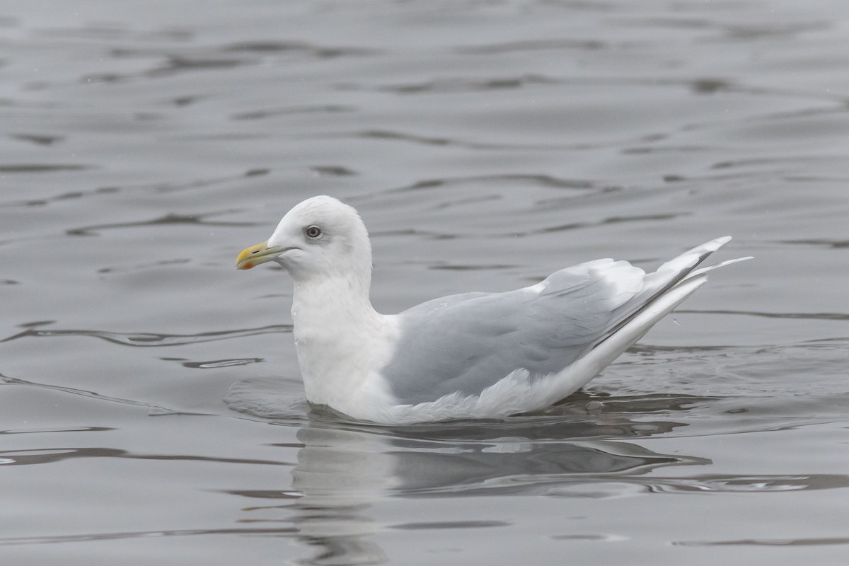 Iceland Gull - ML293681351