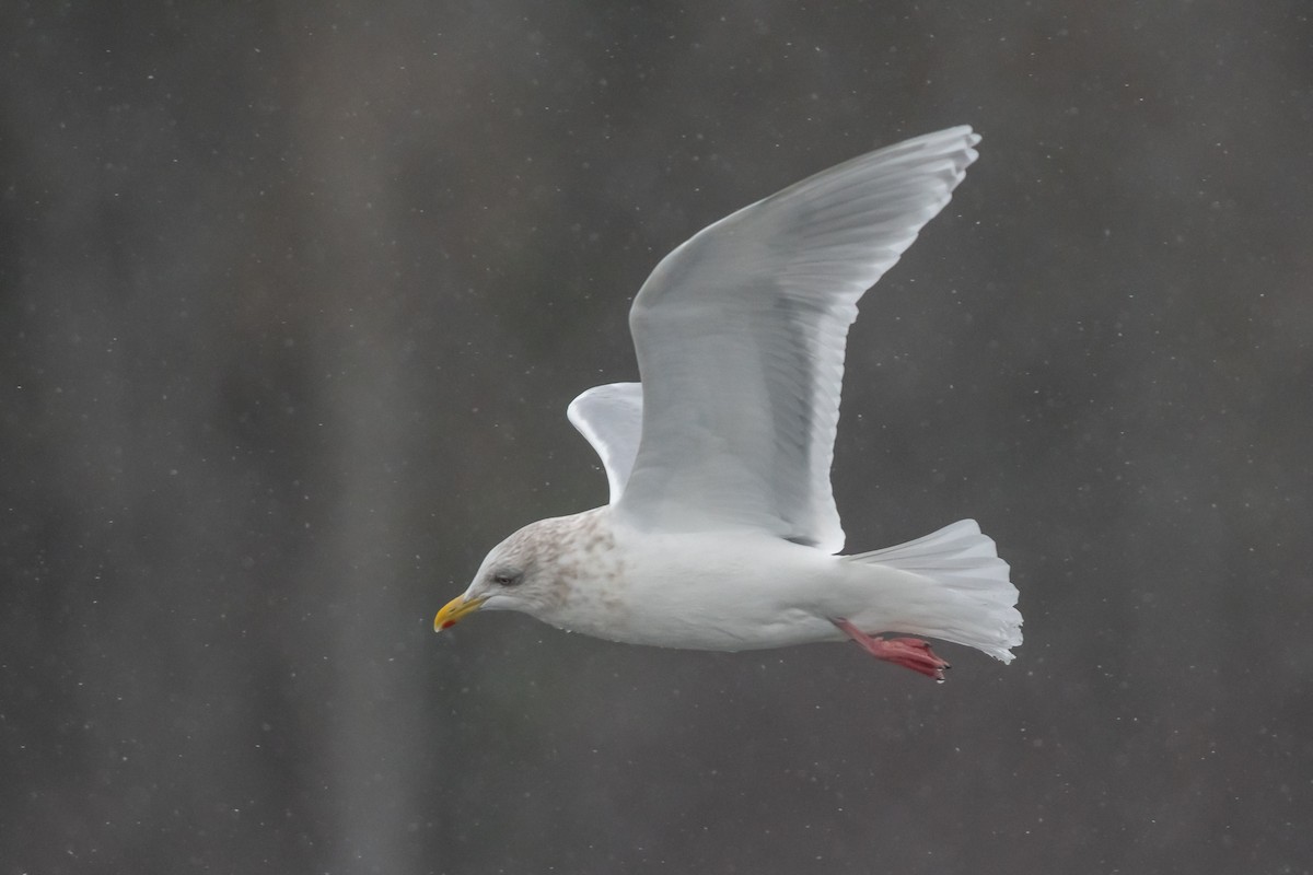 Iceland Gull - ML293681371