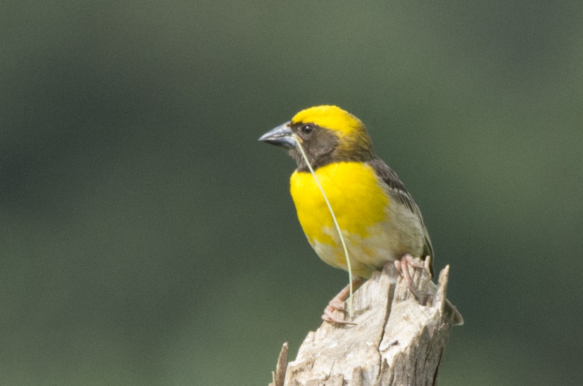 Baya Weaver - Sathish Ramamoorthy