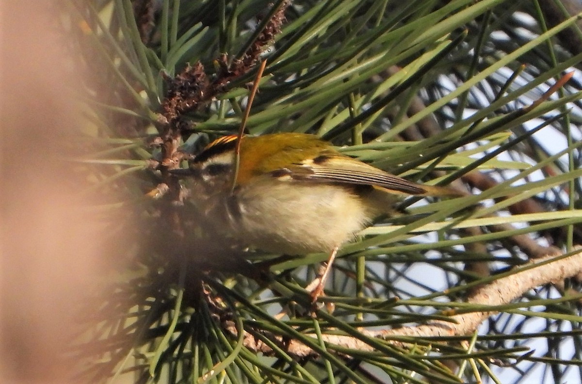 Common Firecrest - ML293683221