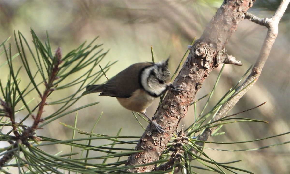 Crested Tit - ML293683461