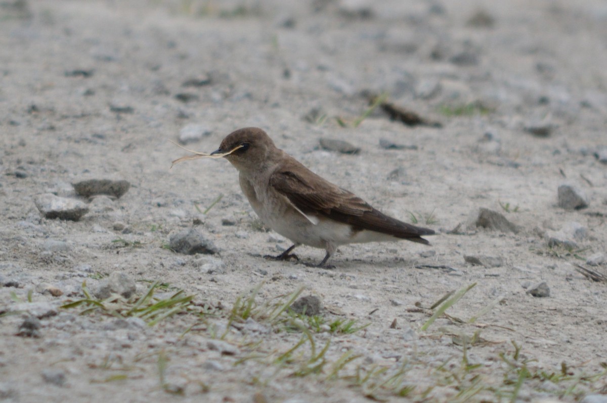Northern Rough-winged Swallow - ML29368391