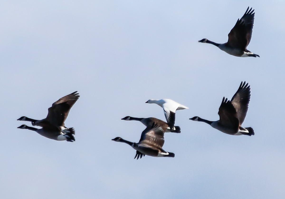 Ross's Goose - Walter Parker