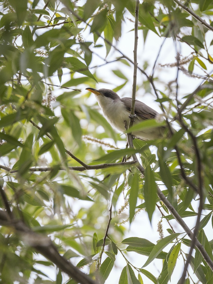 Yellow-billed Cuckoo - ML29369081