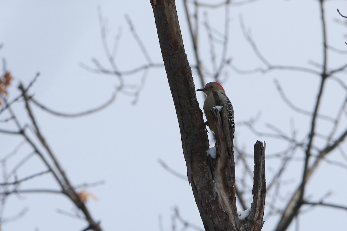 Red-bellied Woodpecker - ML293693581